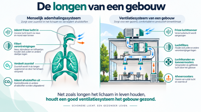 Lungs